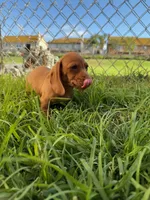 Second red nose , a female Miniature Dachshund for sale in Corona, CA – 2 of 6