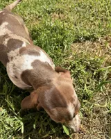 Dapple, a male Miniature Dachshund for sale in Corona, CA – 4 of 8