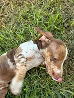 Dapple, a male Miniature Dachshund for sale in Corona, CA – 5 of 8
