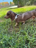 Dapple, a male Miniature Dachshund for sale in Corona, CA – 2 of 8
