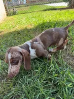 Dapple, a male Miniature Dachshund for sale in Corona, CA – 3 of 8