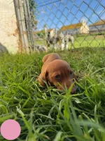 Second red nose , a female Miniature Dachshund for sale in Corona, CA – 4 of 6