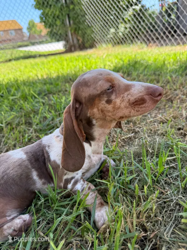 Dapple – Miniature Dachshund puppy for sale in Corona, CA