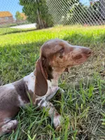 Dapple, a male Miniature Dachshund for sale in Corona, CA – 1 of 8
