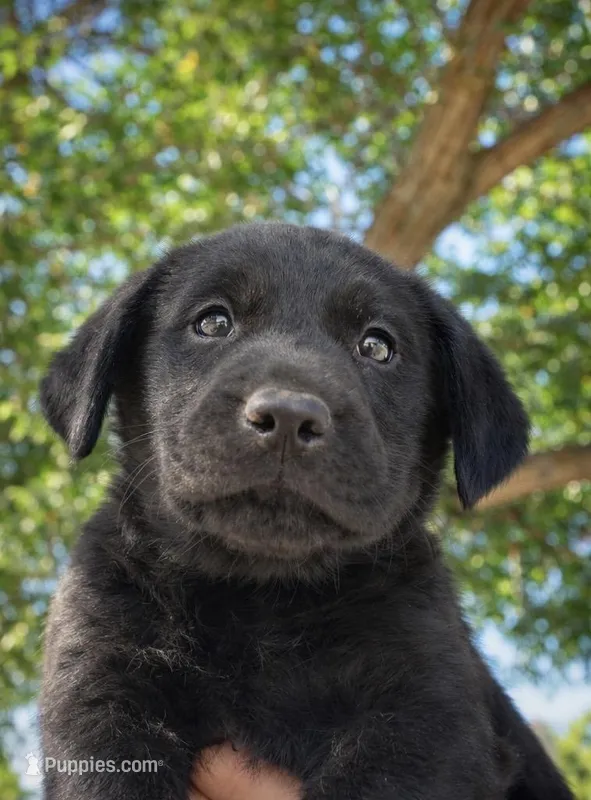 Comet – Labrador Retriever puppy for sale in Riverside, CA