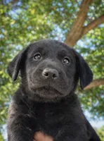 Nova, a female Labrador Retriever for sale in Riverside, CA – Photo 1 of 2