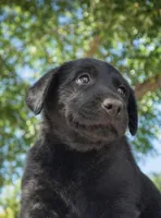 Astro, a male Labrador Retriever for sale in Riverside, CA – Photo 2 of 2