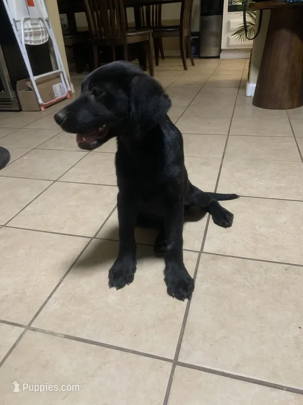 Astro – Labrador Retriever puppy for sale in Riverside, CA