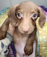 Zang, a male Doxiepoo for sale in Van Buren, AR – 3 of 6