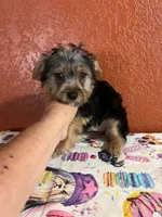 Zeus, a male Yorkshire Terrier for sale in Van Buren, AR – 3 of 8