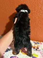 Milo, a male Yorkipoo for sale in Van Buren, AR – 4 of 4