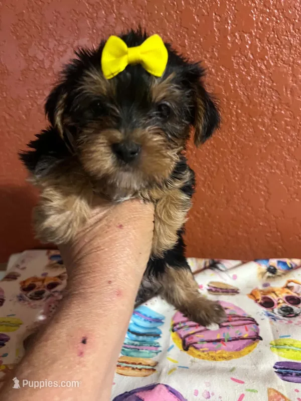 Lola – Yorkshire Terrier puppy for sale in Van Buren, AR