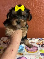 Lola, a female Yorkshire Terrier for sale in Van Buren, AR – 1 of 8