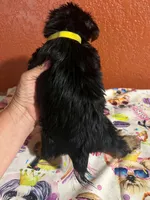 Lola, a female Yorkshire Terrier for sale in Van Buren, AR – 3 of 8