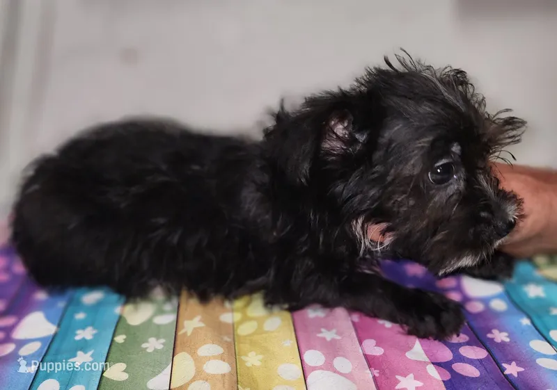 Prince – Yorkshire Terrier puppy for sale in Van Buren, AR