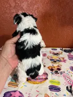 Mouser , a male Yorkshire Terrier for sale in Van Buren, AR – 2 of 6