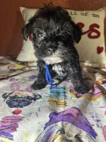 Tommy, a male Yorkipoo for sale in Van Buren, AR – Photo 1 of 5