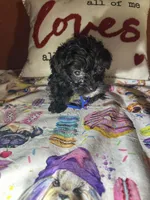 Tommy, a male Yorkipoo for sale in Van Buren, AR – Photo 3 of 5