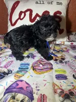 Tommy, a male Yorkipoo for sale in Van Buren, AR – Photo 5 of 5