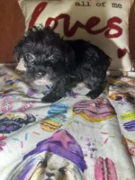 Tommy, a male Yorkipoo for sale in Van Buren, AR – Photo 4 of 5