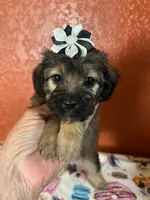 Coco, a female Yorkipoo for sale in Van Buren, AR – 2 of 7