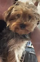 Tucker, a male Yorkshire Terrier for sale in Van Buren, AR – 8 of 8