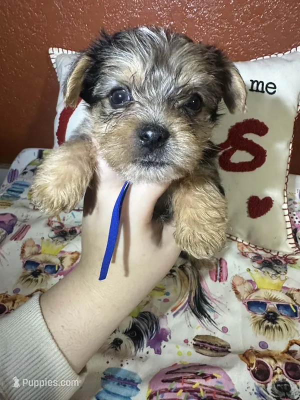 Jacob – Yorkshire Terrier puppy for sale in Van Buren, AR