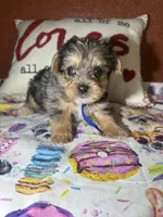 Jacob, a male Yorkshire Terrier for sale in Van Buren, AR – Photo 4 of 8