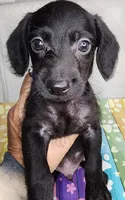 Cole, a male Doxiepoo for sale in Van Buren, AR – 4 of 6