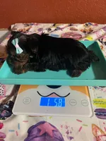 Lainey, a female Yorkshire Terrier for sale in Van Buren, AR – 6 of 8