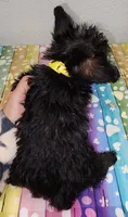 Abbi, a female Yorkipoo for sale in Van Buren, AR – 5 of 7