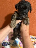 Milo, a male Yorkipoo for sale in Van Buren, AR – 1 of 4
