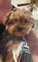 Mouser , a male Yorkshire Terrier for sale in Van Buren, AR – 6 of 6