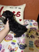 ToTo, a male Yorkipoo for sale in Van Buren, AR – Photo 4 of 6