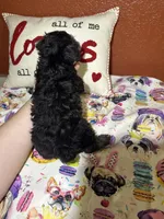 ToTo, a male Yorkipoo for sale in Van Buren, AR – Photo 5 of 6