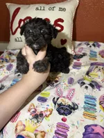 ToTo, a male Yorkipoo for sale in Van Buren, AR – Photo 2 of 6