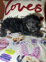 ToTo, a male Yorkipoo for sale in Van Buren, AR – Photo 1 of 6