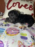 ToTo, a male Yorkipoo for sale in Van Buren, AR – Photo 3 of 6