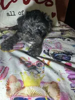 ToTo, a male Yorkipoo for sale in Van Buren, AR – Photo 6 of 6