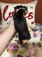 Angel , a female Yorkshire Terrier for sale in Van Buren, AR – Photo 7 of 8