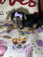 Angel , a female Yorkshire Terrier for sale in Van Buren, AR – Photo 4 of 8