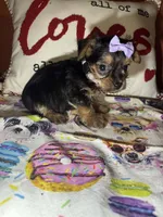 Angel , a female Yorkshire Terrier for sale in Van Buren, AR – Photo 3 of 8