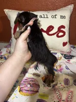 Angel , a female Yorkshire Terrier for sale in Van Buren, AR – Photo 5 of 8