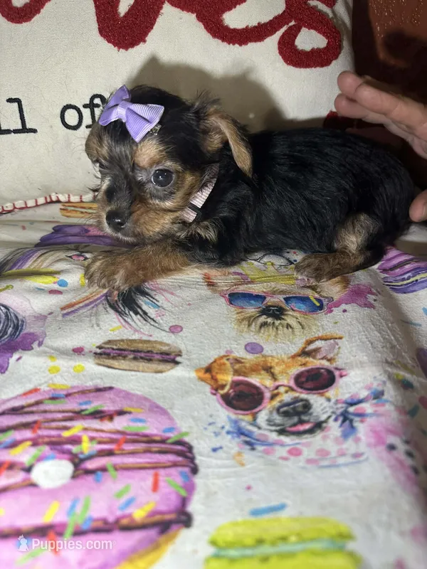 Angel  – Yorkshire Terrier puppy for sale in Van Buren, AR
