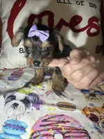 Angel , a female Yorkshire Terrier for sale in Van Buren, AR – Photo 6 of 8