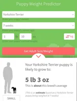 Angel , a female Yorkshire Terrier for sale in Van Buren, AR – Photo 8 of 8