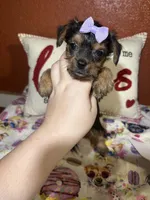 Angel , a female Yorkshire Terrier for sale in Van Buren, AR – Photo 2 of 8