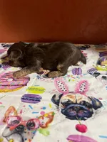 Finn, a male Yorkshire Terrier for sale in Van Buren, AR – 3 of 8