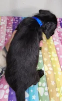 Cole, a male Doxiepoo for sale in Van Buren, AR – 3 of 6