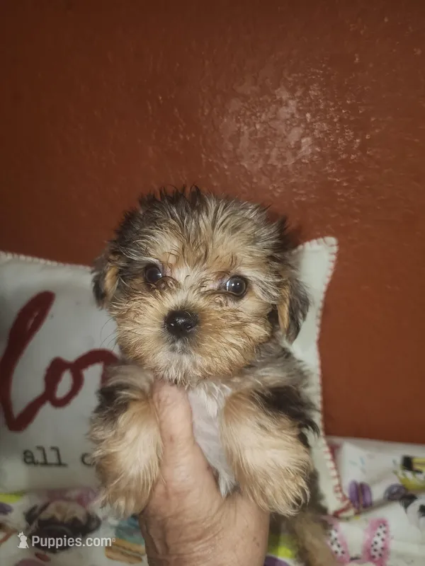 Stella Mae – Yorkshire Terrier puppy for sale in Van Buren, AR